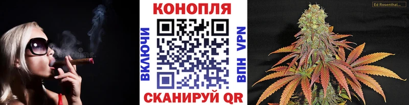Конопля план  Кочубеевское 